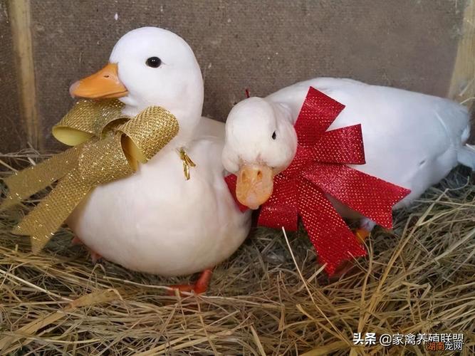 吃了一只鸭子要3只鸭子钱是什么电视剧