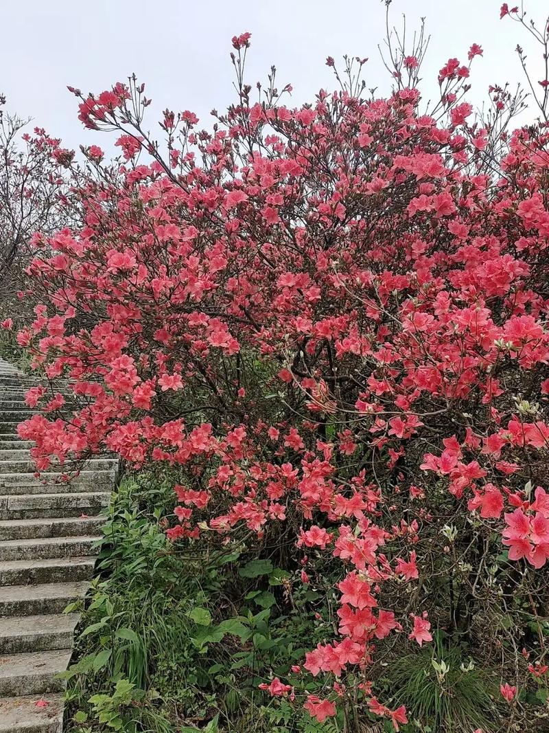 杜鹃花红电影片尾曲叫什么歌名?