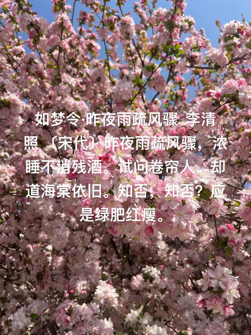 昨夜雨疏风骤,浓睡不消残酒,试问卷帘人,却道海裳依旧.知否?知否