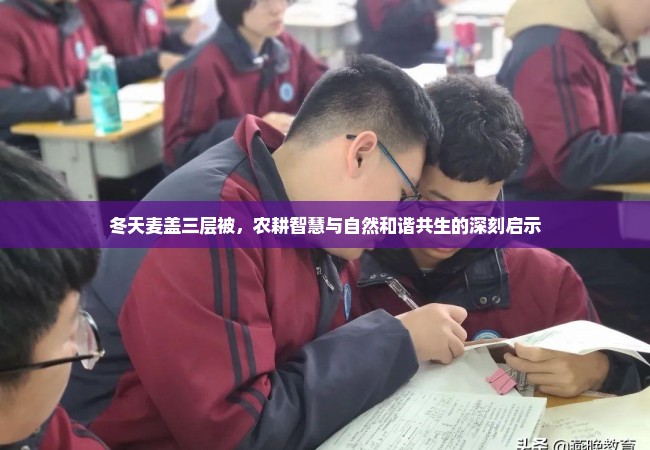冬天麦盖三层被，农耕智慧与自然和谐共生的深刻启示