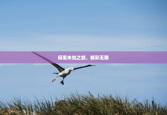 探索未知之旅，精彩无限